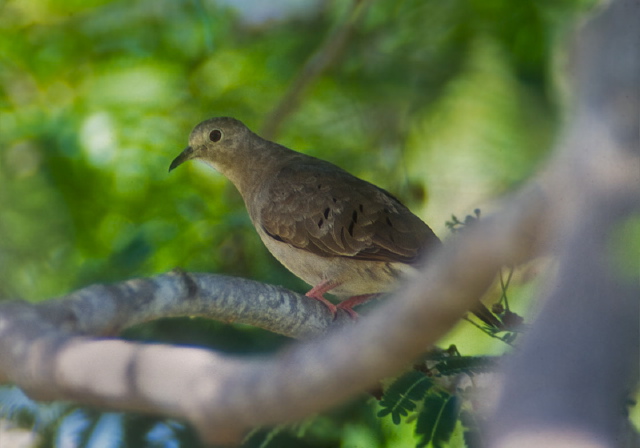 Columbina talpacoti Columbidae