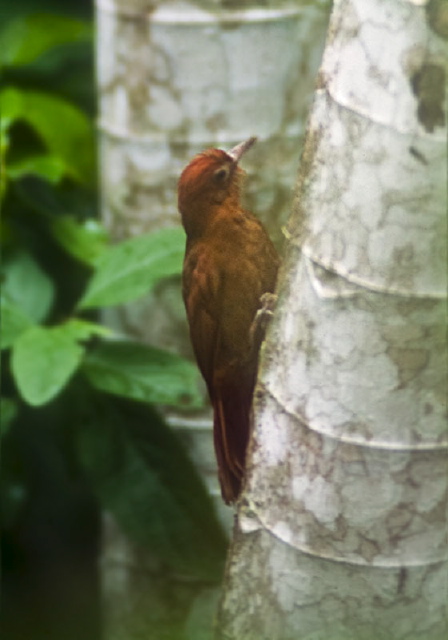 Dendrocincla homochroa Dendrocolaptidae