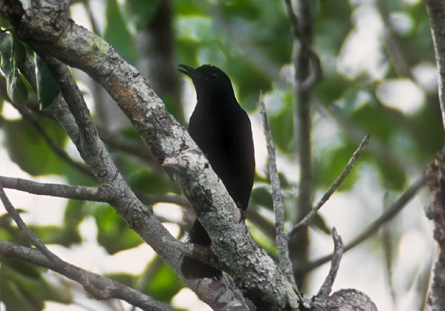 Melanoptila glabrirostris Mimidae