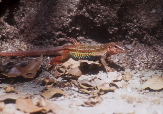 Aspidoscelis sp.? Teiidae