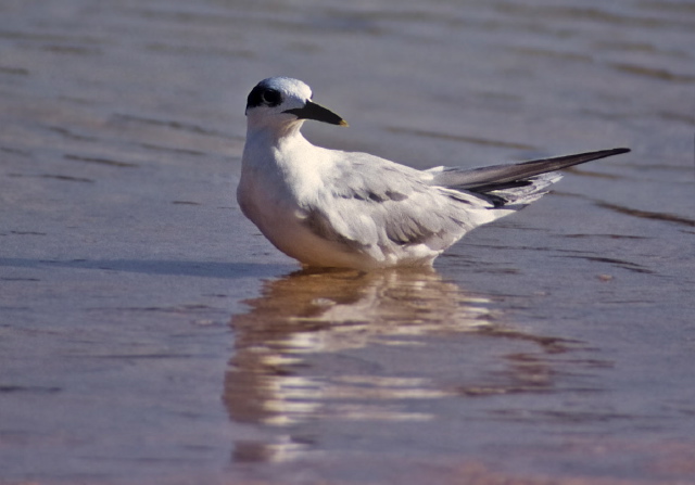 Thalasseus sandvicensis Sternidae