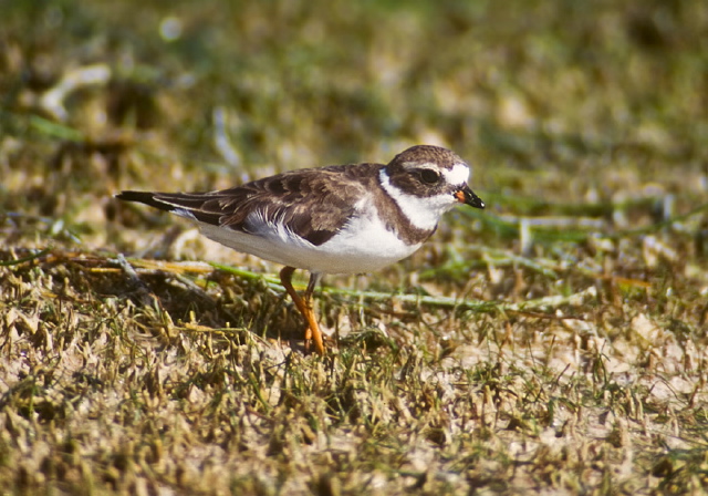 Charadrius semipalmatus Charadriidae