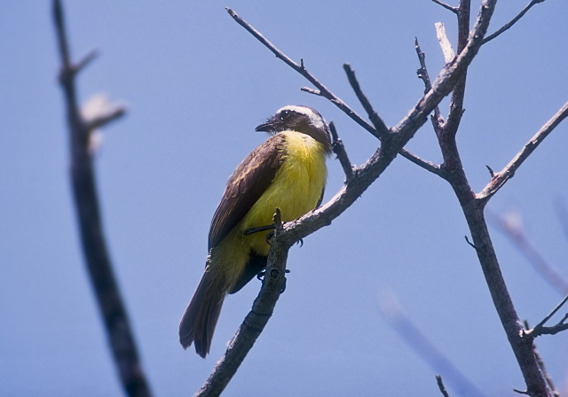 Myiozetetes similis Tyrannidae