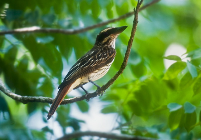 Myiodynastes luteiventris Tyrannidae