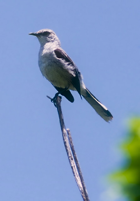 Mimus gilvus Mimidae