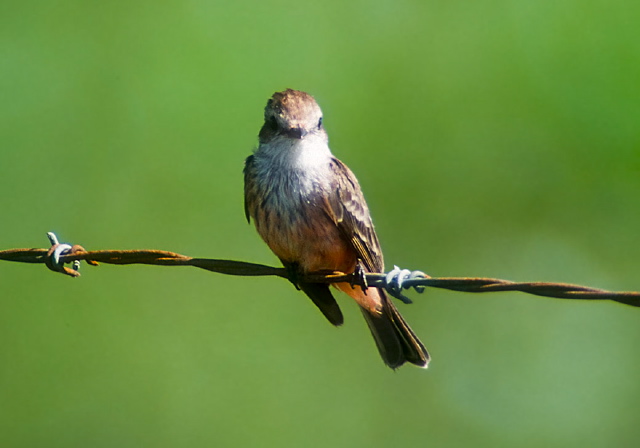 Pyrocephalus rubinus Tyrannidae