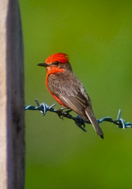 Pyrocephalus rubinus Tyrannidae