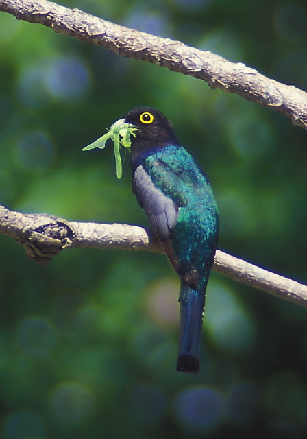 Trogon violaceus Trogonidae