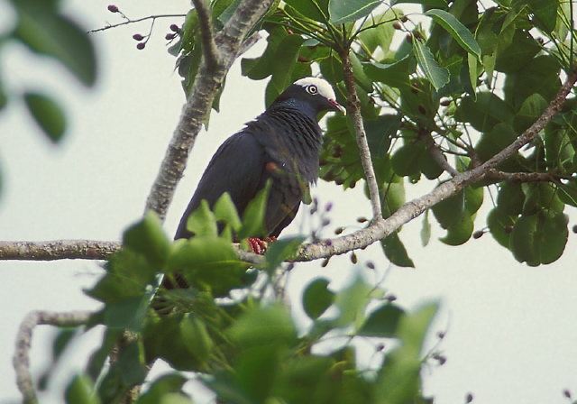 Patagioenas leucocephala Columbidae