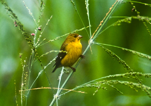 Carduelis psaltria Fringillidae