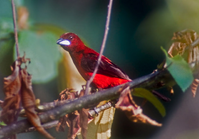 Ramphocelus dimidiatus Thraupidae