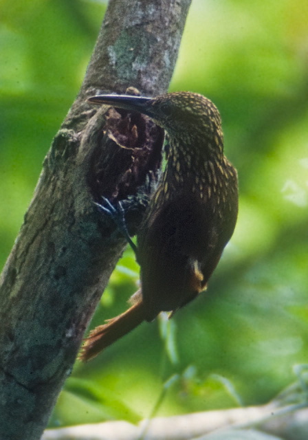 Xiphorhynchus lachrymosus Dendrocolaptidae