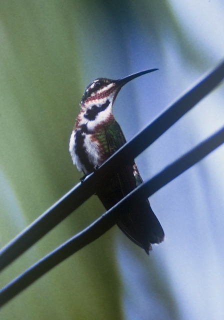 Anthracothorax nigricollis Trochilidae