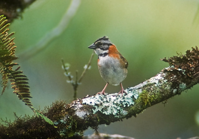 Zonotrichia capensis Emberizidae