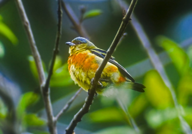 Euphonia elegantissima Thraupidae