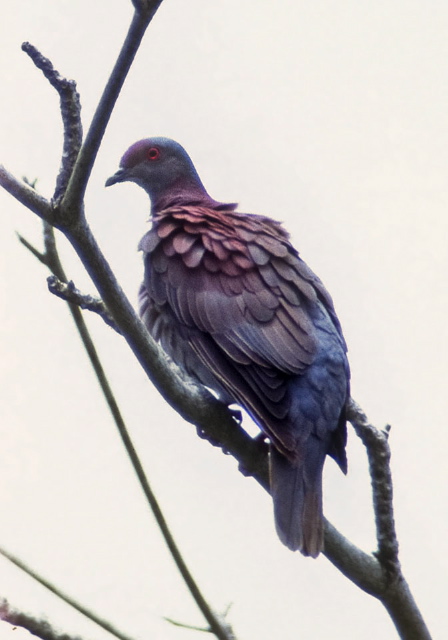 Patagioenas cayennensis Columbidae