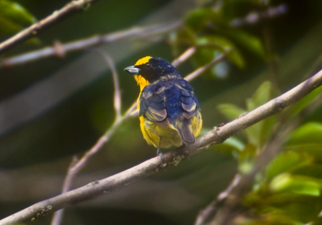 Euphonia laniirostris Thraupidae