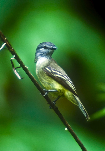 Tyrannulus elatus Tyrannidae