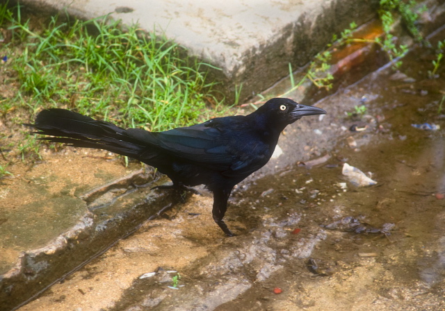 Quiscalus mexicanus Icteridae