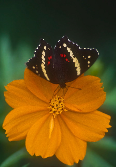 Anartia fatima Nymphalidae