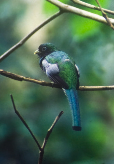 Trogon rufus Trogonidae