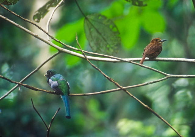 Trogon rufus Trogonidae