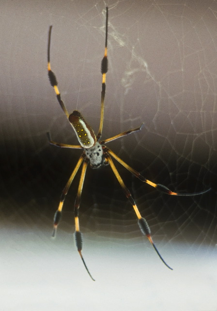 Nephila clavipes Nephilidae