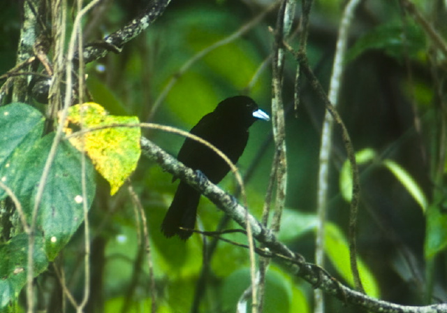 Tachyphonus rufus Thraupidae