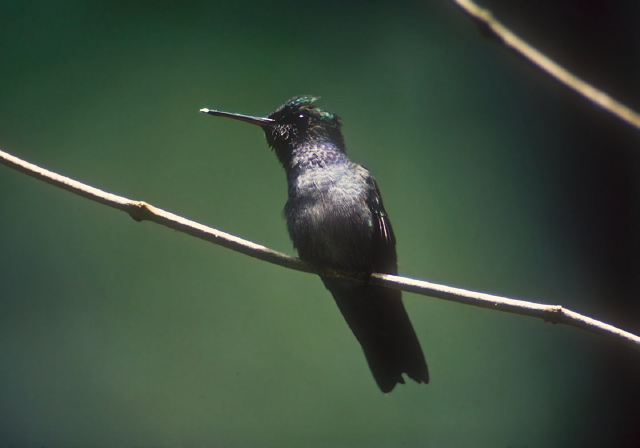 Amazilia amabilis Trochilidae