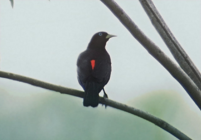 Cacicus uropygialis Icteridae