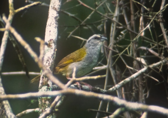 Arremonops conirostris Emberizidae