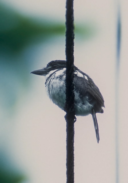 Notharchus tectus Bucconidae