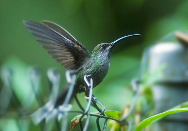 Campylopterus hemileucurus Trochilidae