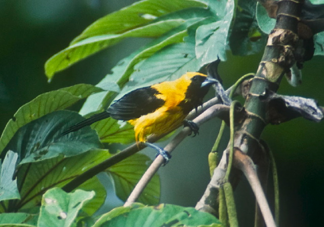 Icterus chrysater Icteridae