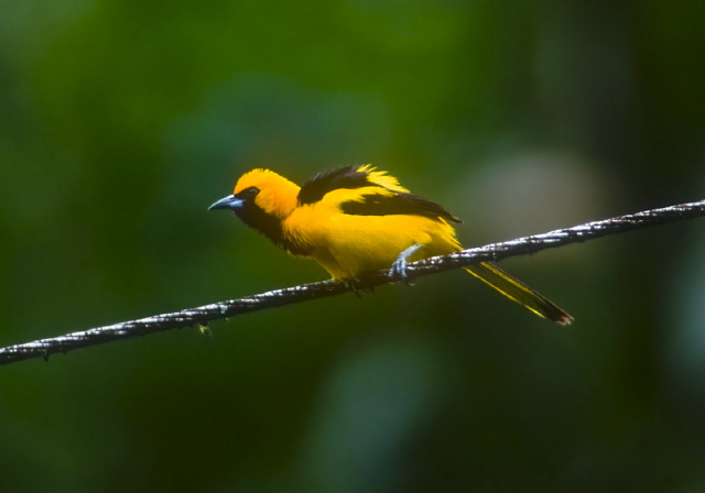 Icterus mesomelas Icteridae