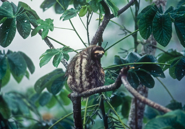 Bradypus variegatus Bradypodidae