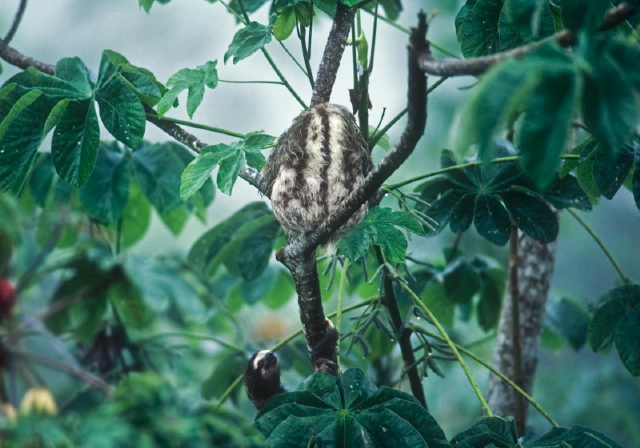 Bradypus variegatus Bradypodidae