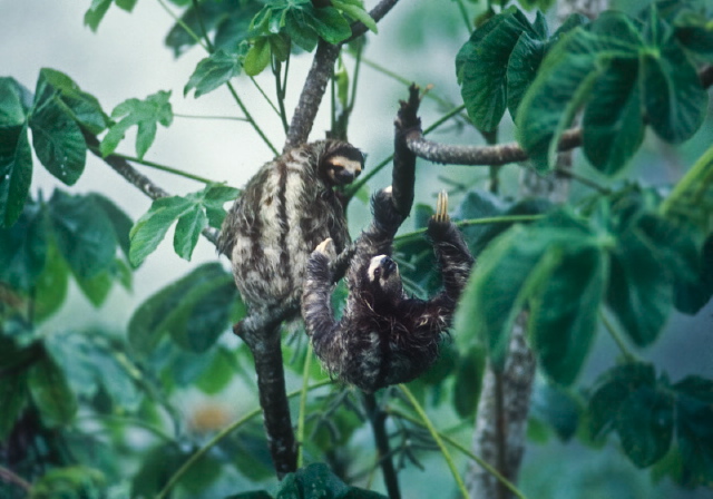 Bradypus variegatus Bradypodidae