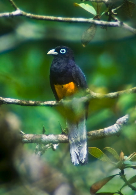 Trogon viridis chionurus Trogonidae