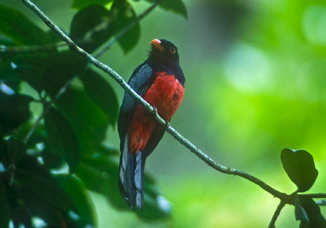 Trogon massena Trogonidae