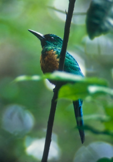 Jacamerops aureus Galbulidae