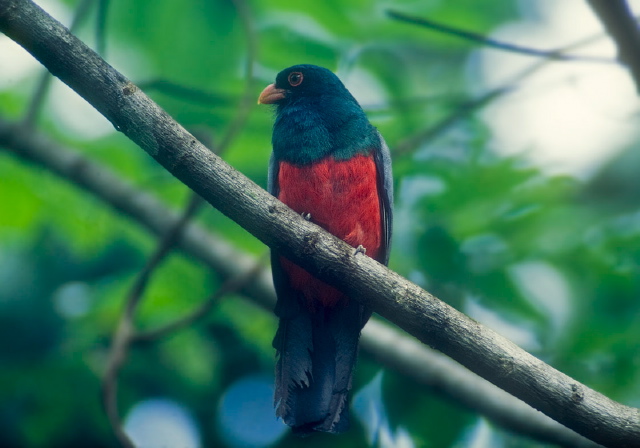 Trogon massena Trogonidae