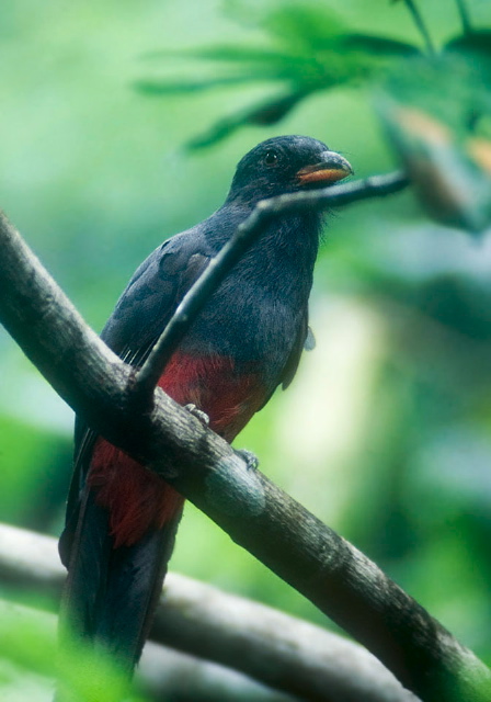 Trogon massena Trogonidae