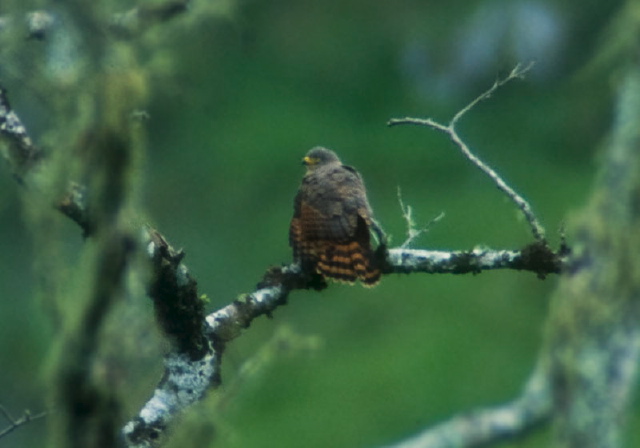 Buteo magnirostris? Accipitridae