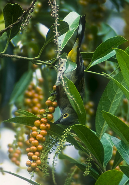 Ptilogonys caudatus Bombycillidae