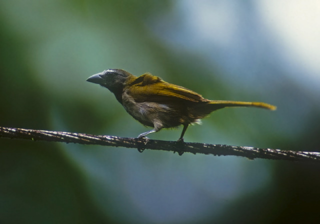 Saltator maximus Cardinalidae