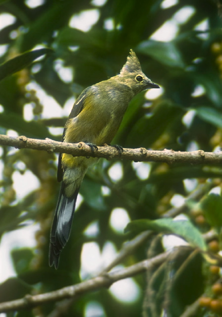 Ptilogonys caudatus Bombycillidae