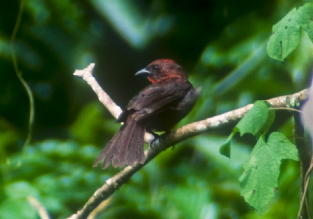 Habia fuscicauda Thraupidae