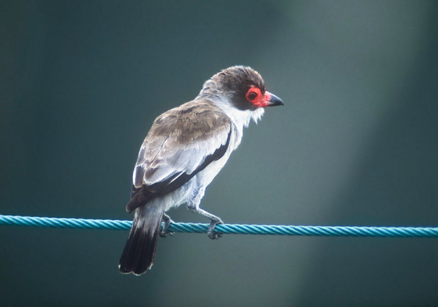 Tityra semifasciata Tyrannidae