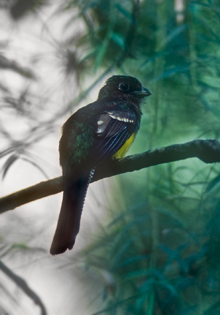 Trogon rufus Trogonidae